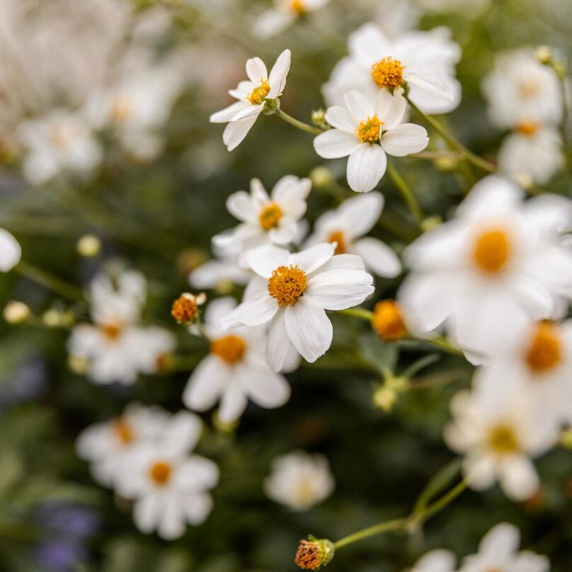 idm-suedtirol-alto-adige-mirko-strozzega-192