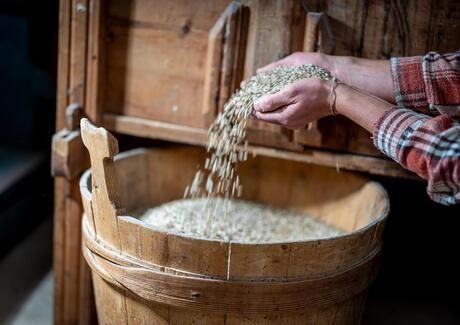 A man is holding grain in his hands