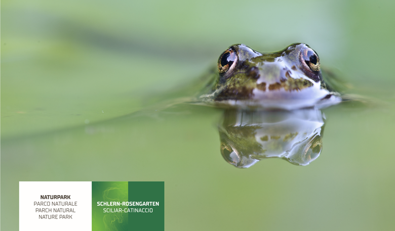 The amphibians of South Tyrol | Special exhibition