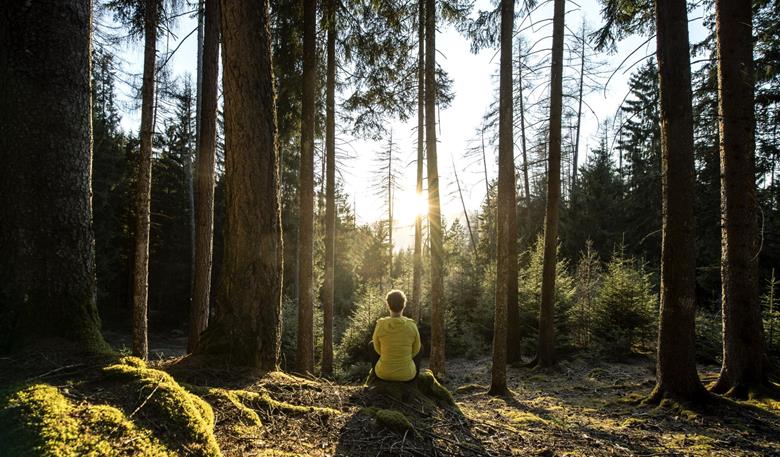 Alpine forest bathing: breathe and recharge your batteries