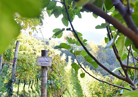 Weinreben Sauvignon Blanc