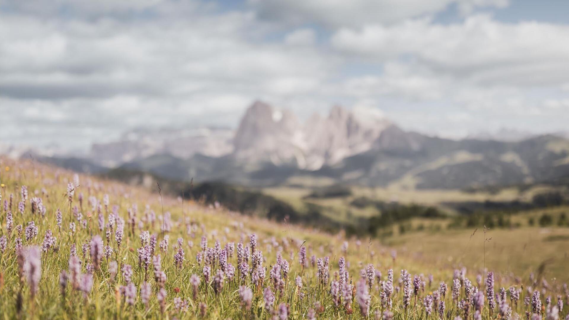 Blooming heather on the Alpe di Siusi